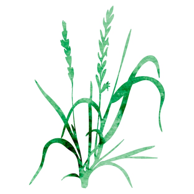 Vector isolated silhouette akwerel plant