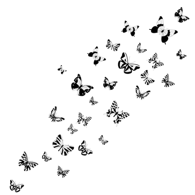 Vector isolated silhouette of a butterfly flying postcard