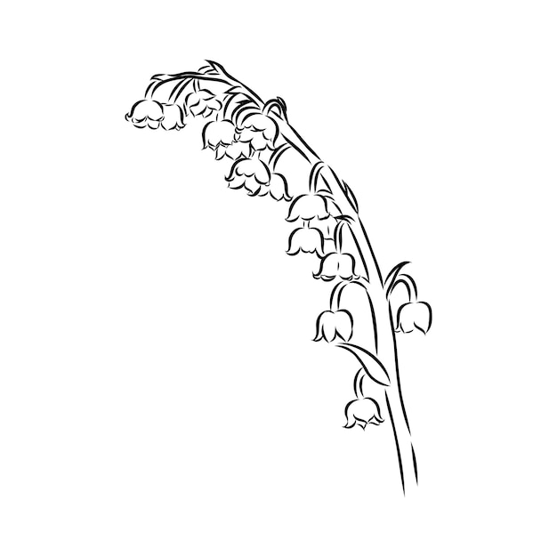 Vector isolated single lily valley branch colorless black and white contour line drawing