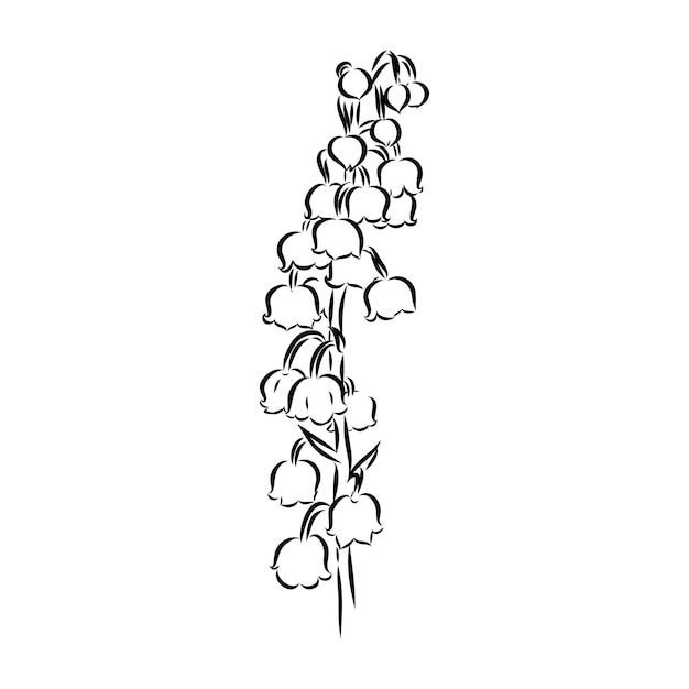 Vector isolated single lily valley branch colorless black and white contour line drawing