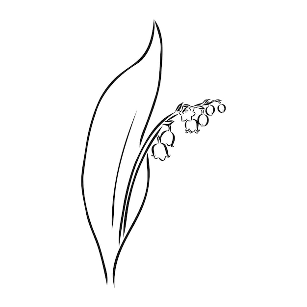 Vector isolated single lily valley branch colorless black and white contour line drawing