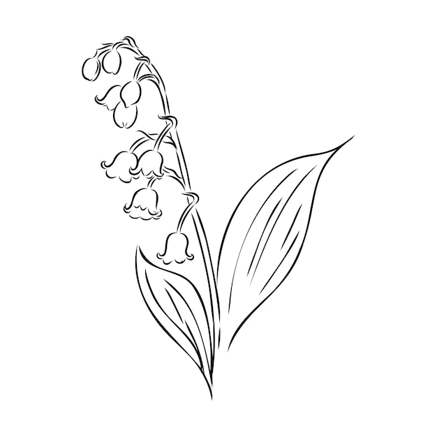 Vector vector isolated single lily valley branch colorless black and white contour line drawing