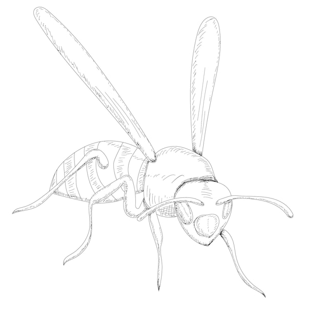 Vector isolated sketch with lines of wasp bee