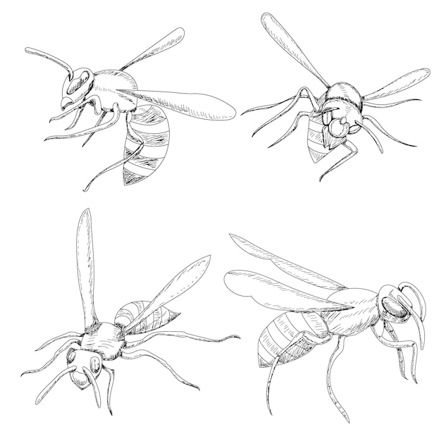 Vector isolated sketch with lines of wasp bees set