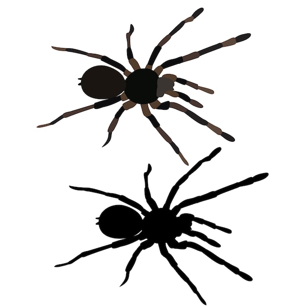 Vector vector isolated spider tarantula on white background