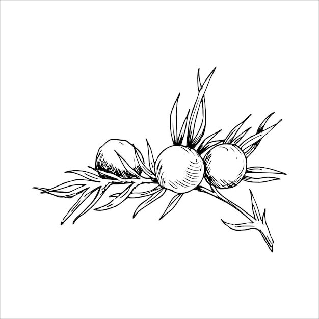 Vector Juniper tak lijn illustratie botanische illustratie