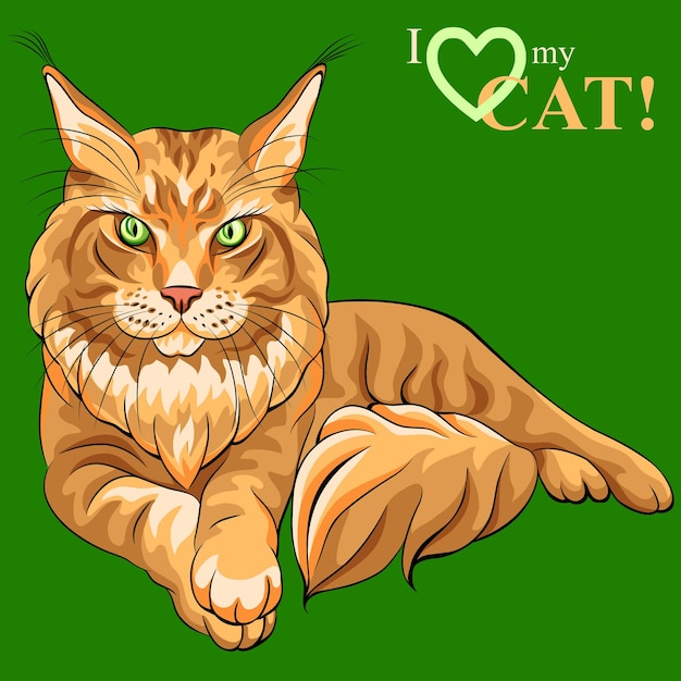 Vector vector kleur schets pluizige maine coon kat