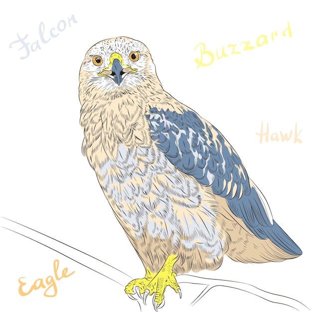 Vector kleurrijke vogel ruigpootbuizerd