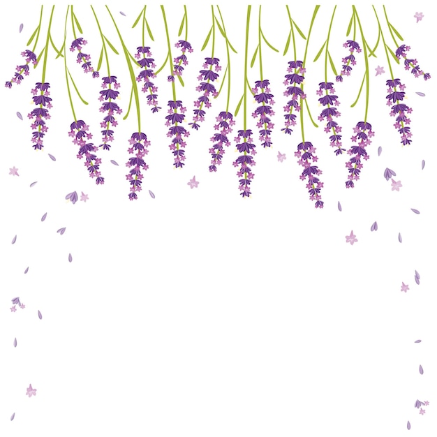 Vettore fiore di lavanda fiore viola aroma fiore erba per un buon relax