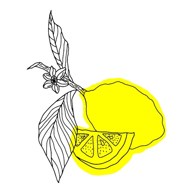 Vector lemons whole fruits isolated