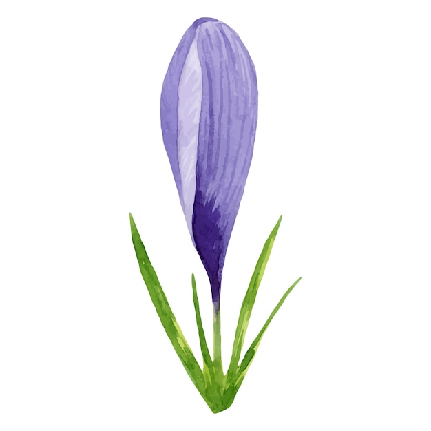 Vector vector lente bloem paarse krokus handgeschilderde aquarel bloemen illustratie