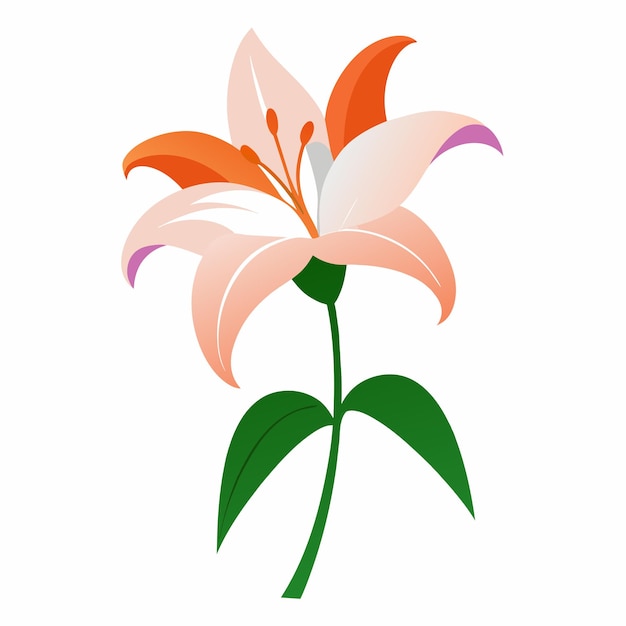 Vector a lily with green leaves with flat illustration style