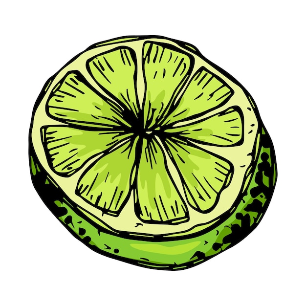 Vector lime clipart Hand drawn citrus icon Fruit illustration For print web design decor