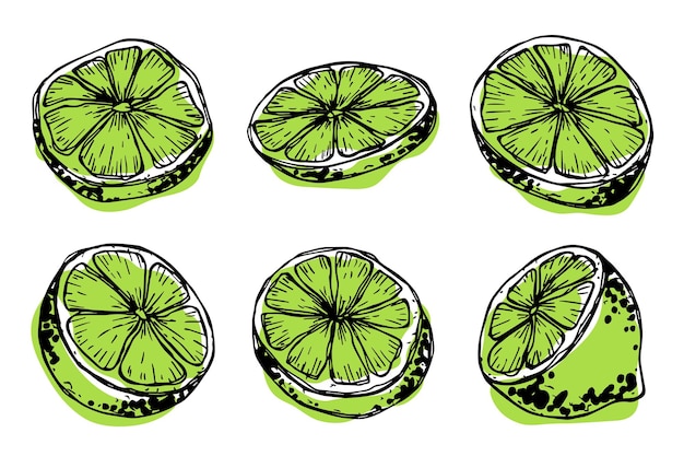 Vector lime clipart Hand drawn citrus set Fruit illustration For print web design decor