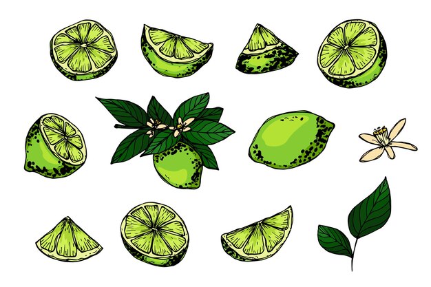 Vettore vector lime clipart set di agrumi disegnato a mano illustrazione di frutta per la decorazione di web design stampato