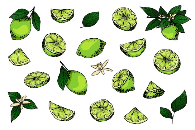 vector lime clipart hand drawn citrus set fruit illustration for print web design decor