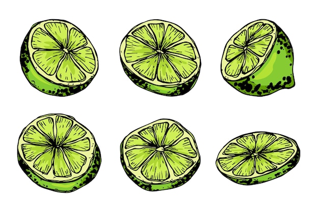 vector lime clipart hand drawn citrus set fruit illustration for print web design decor