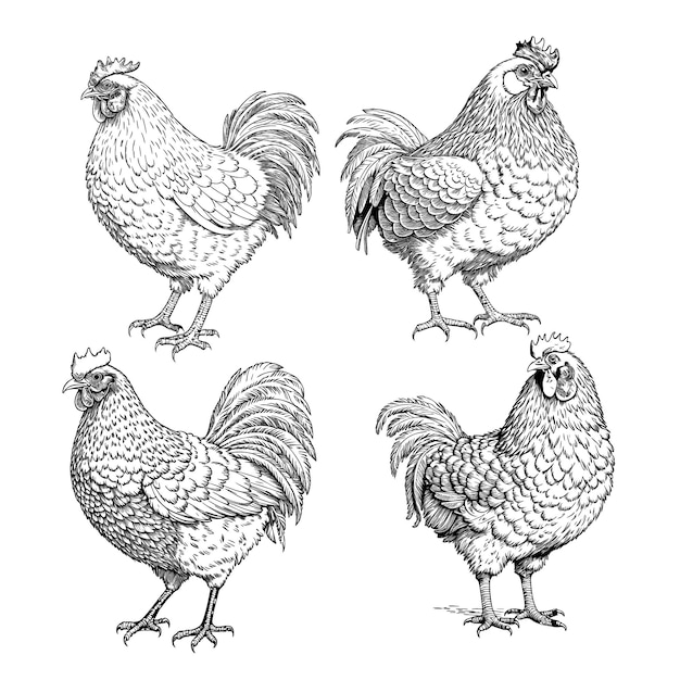 vector line art chickens clipart