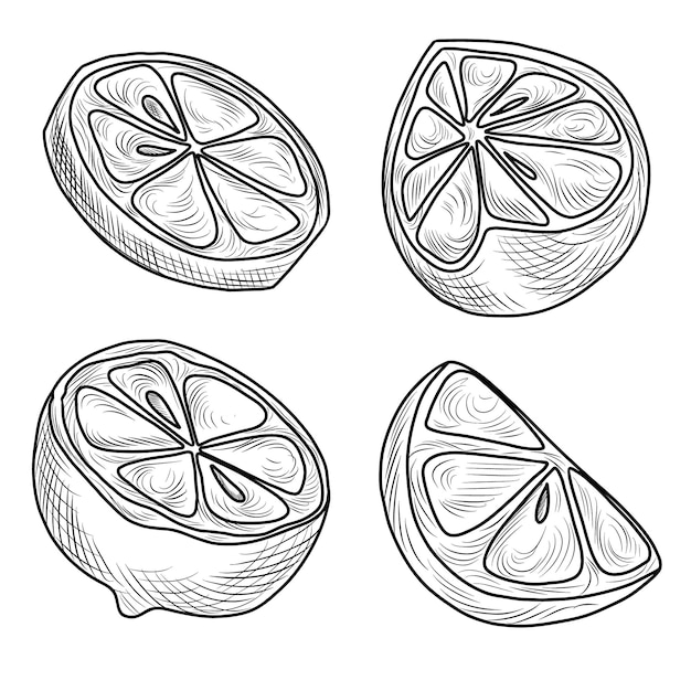 Vector line art food illustration of lemon fruit