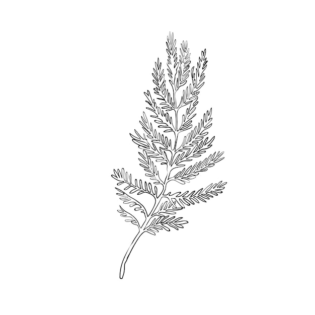 Векторный рисунок линии серебряной акации Ботаническая векторная иллюстрация мимозы Черно-белый эскиз