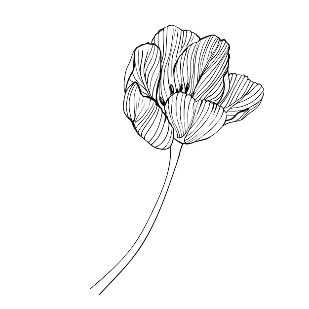 Vector line drawing of a tulip Botanical vector illustration