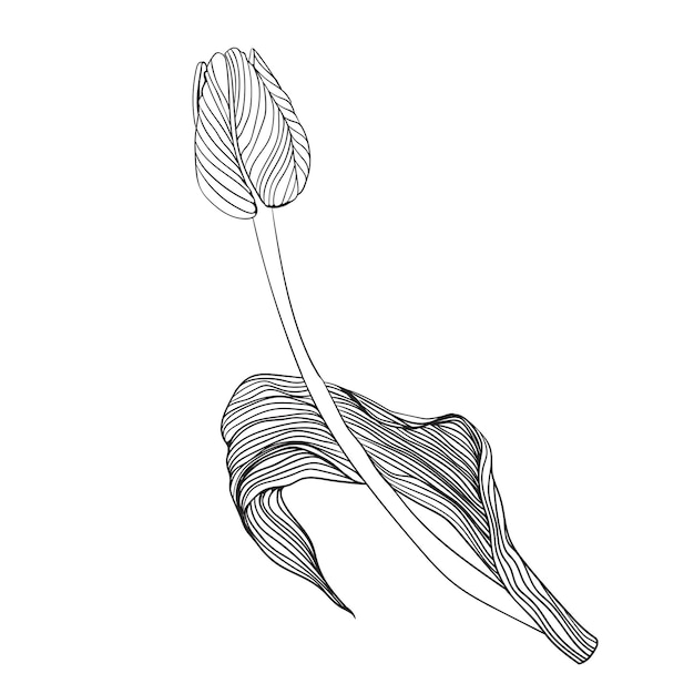 Vector line drawing of a tulip Botanical vector illustration