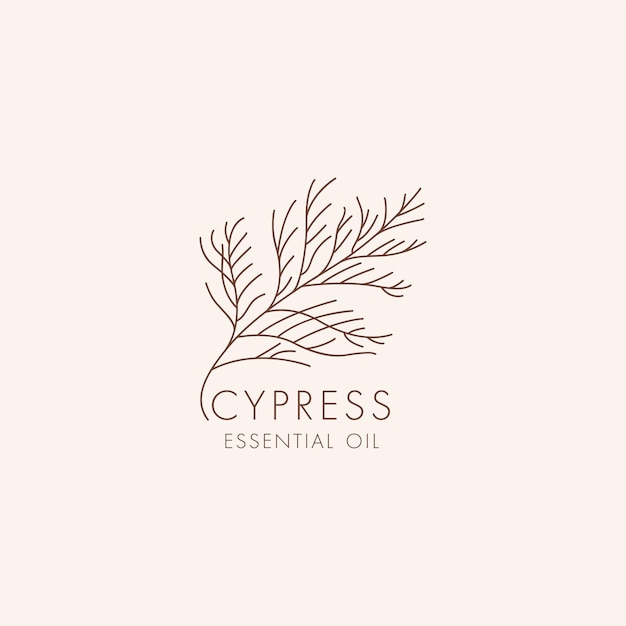 Vector vector linear botanical icon and symbol - cypress. design logo for essential oil cypress. natural cosmetic product.