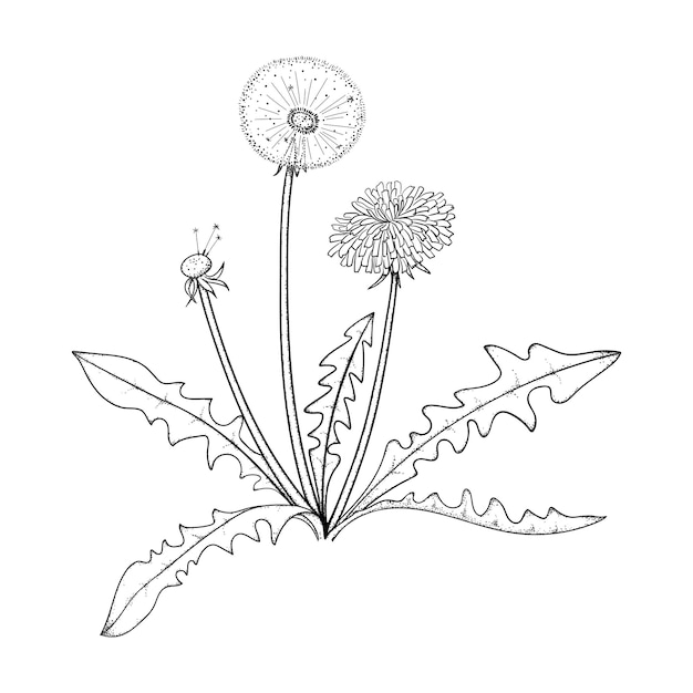 Vector linear illustration of dandelion flower with leaves