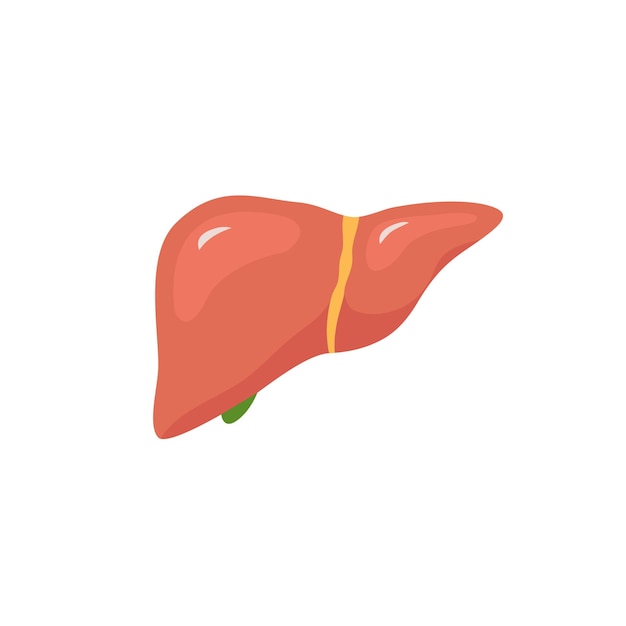 Vector vector liver icon flat logo human disease health design liver anatomy medical healthy icon