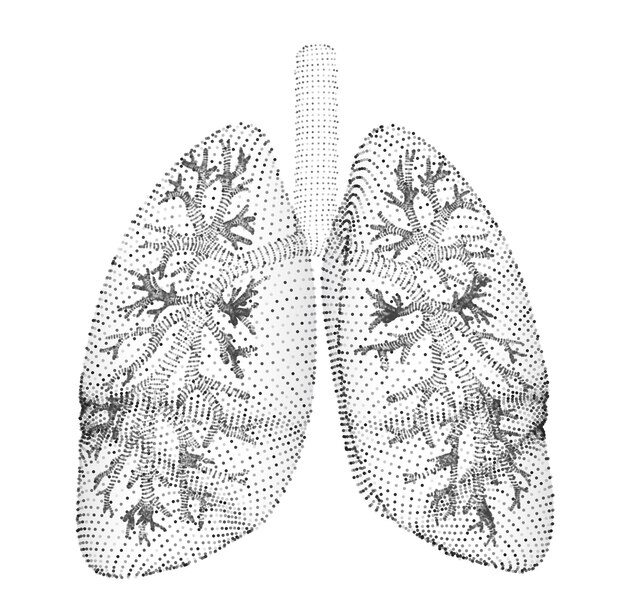 Vector vector lungs and bronchi vector design point and dot style