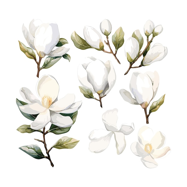 Vector vector magnolia white watercolor flower arrangement