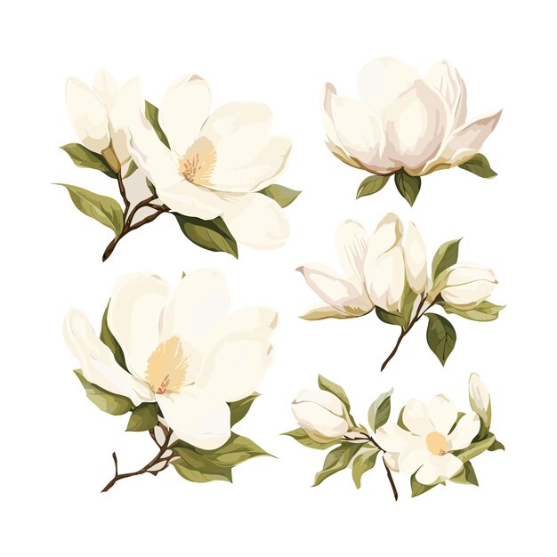 Vettore arrangiamento floreale ad acquerello bianco di magnolia vettoriale