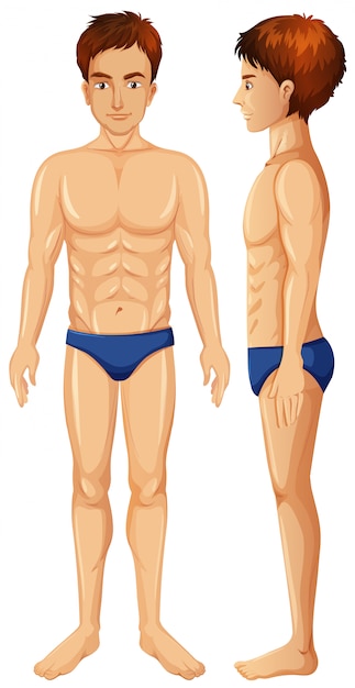 Vector a vector of man body