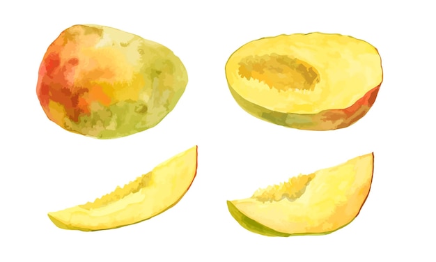 Vector mango fruit Colorful juicy slices whole and cut Watercolor hand drawn illustration isolated on white background