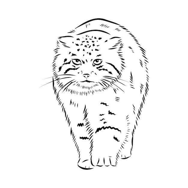 Vector manul wild cats graphic illustration manul the forest cat