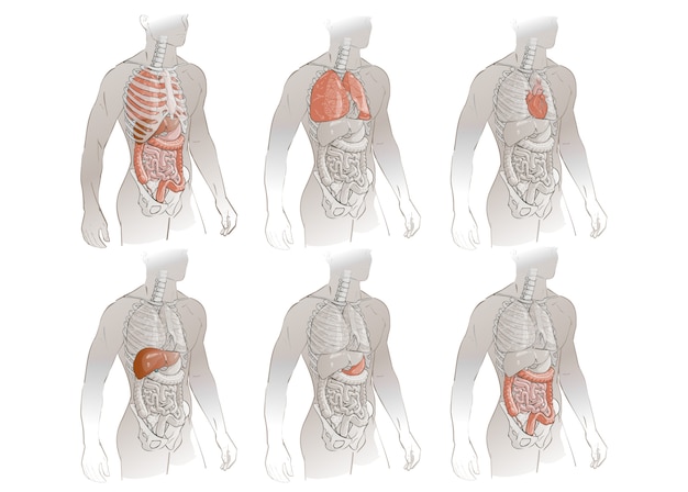 Vector menselijk lichaam anatomie