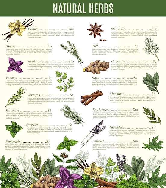 Vector vector menu of spices and herbs seasonings sketch