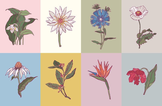 Vector vector minimale botanische illustratie collectie voor postkaart of print ontwerp