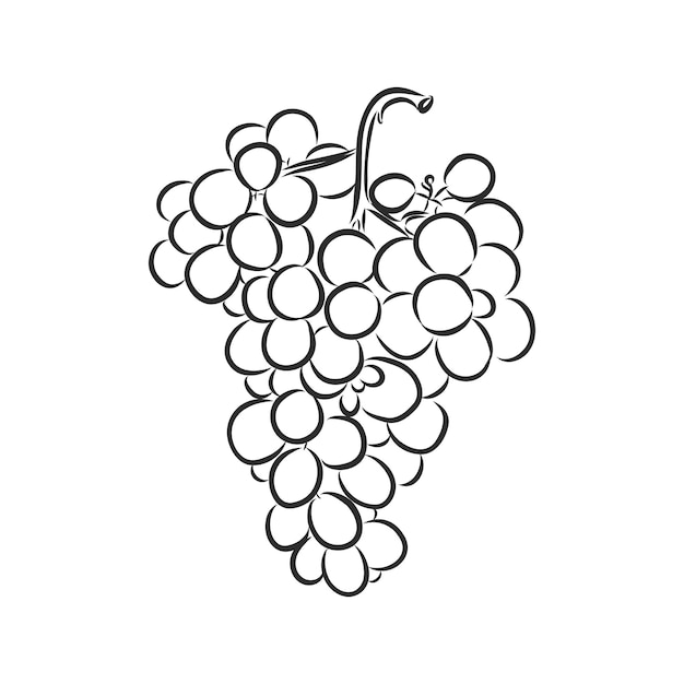 Vector monochrome illustration of grapes logo many similarities to the authors profile grapes