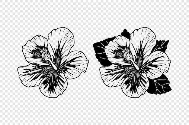 Vector Monochroom Overzicht Inkt Hibiscus Chinese Roos Set Floral Design Elementen Hibiscus Bloem Lineair Zwart-wit Pictogram Tattoo Hibiscus Bloemen Geïsoleerd