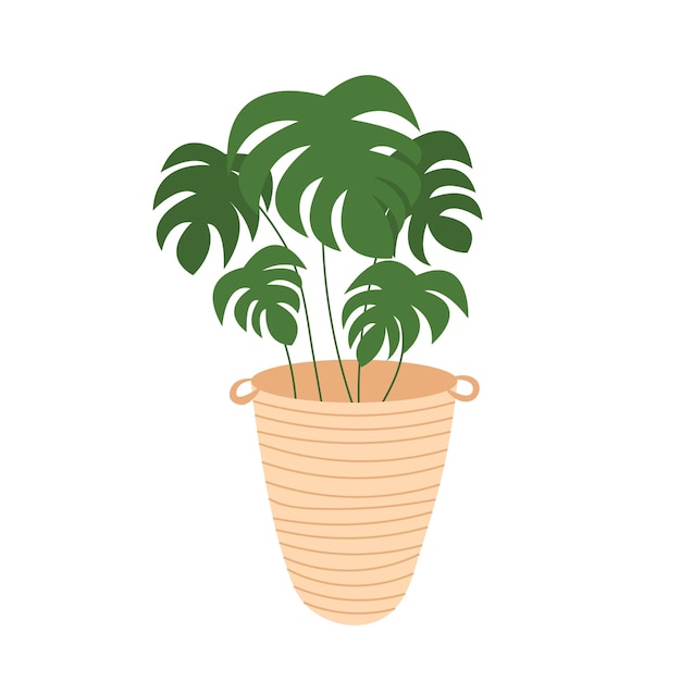 Vector monstera plant in pot isolated Flat style monstera tree in wicker pot