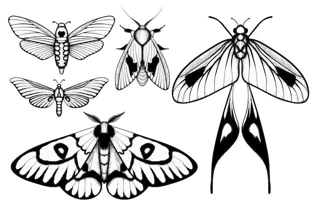 Vector vector moth mystic symbol and signs witchcraft occult alchemical signs butterfly moth