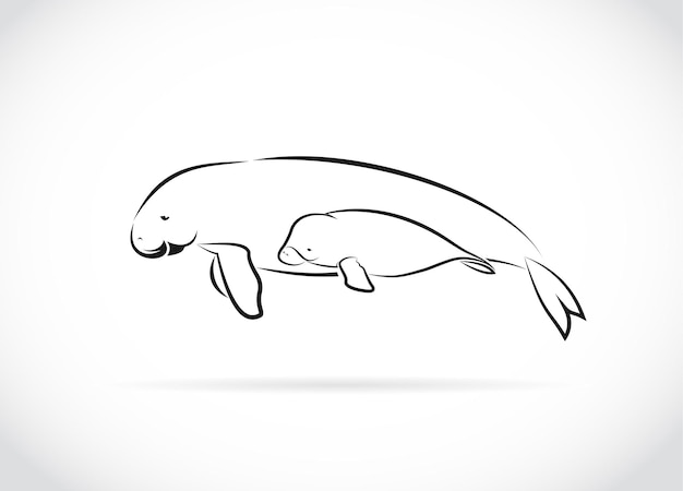 Vector vector of mother dugong and baby dugong design on white background wild animals