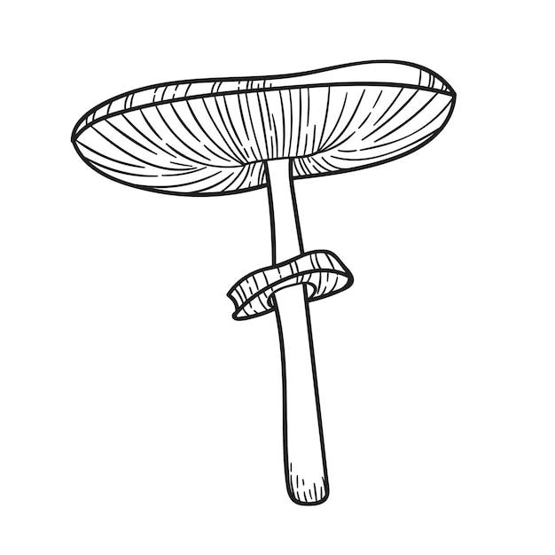 Vettore insieme di arte di linea botanica dell'illustrazione del fungo di vettore