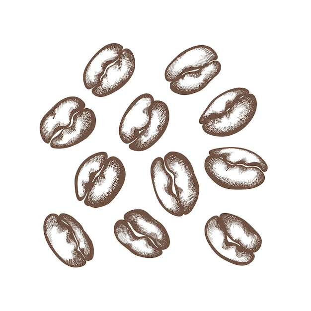 Vector nature set. Shape of coffee beans on white background Art line, graphic sketch, design for cafe, shop. Organic silhouette grain, aroma drink, bio food. Doodle illustration. Nature group isolate