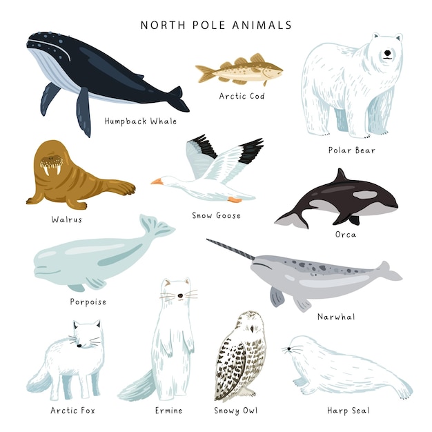 벡터 북극 동물 컬렉션 북극 동물 포스터 고립 된 개체 북극곰 해마 북극 대구 물고기 범고래 고래 하프 물개 돌고래 일각 고래 올빼미 북극 여우 어민 눈 거위