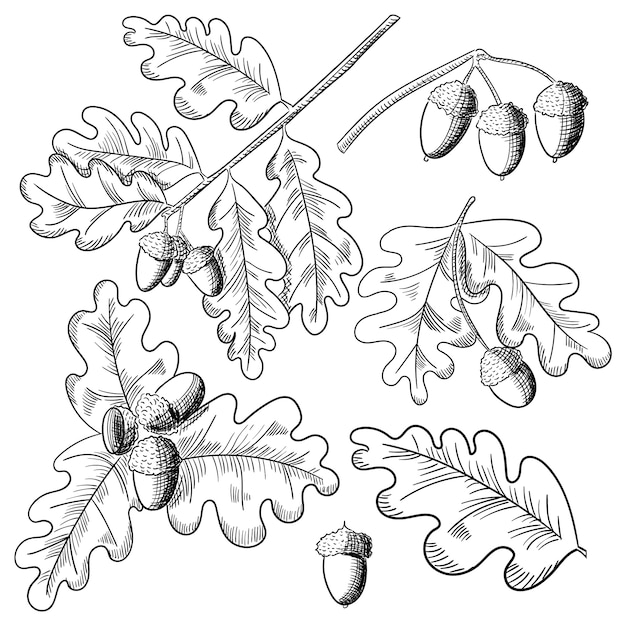 Vector vector oak leaf and acorn drawing set. autumn elements.