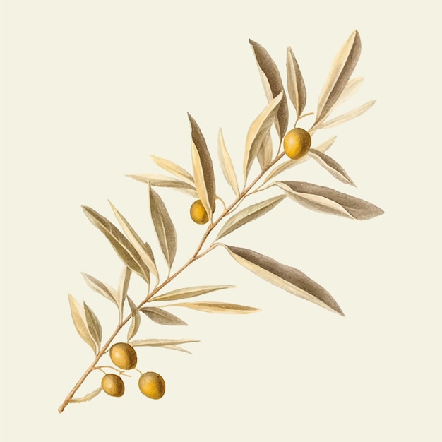 Vector olive branch with olives illustration