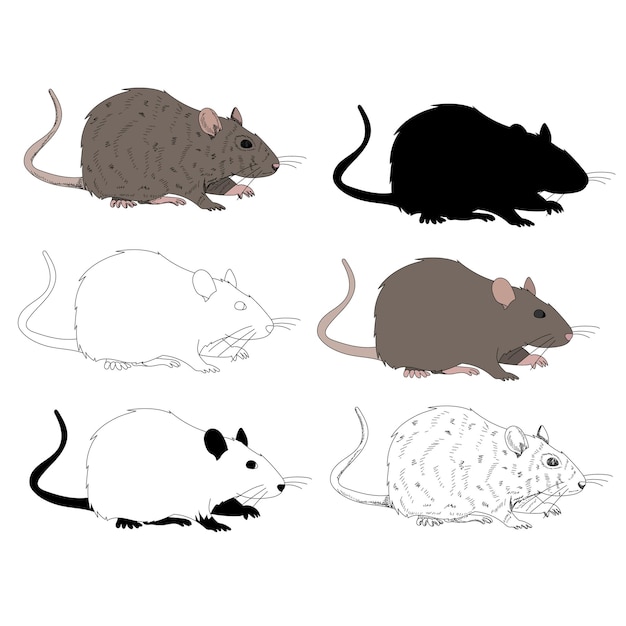 vector op een witte achtergrond rat muis set met silhouet en schets