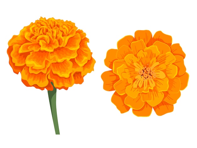 Vector vector orange marigold flower isolated on white background